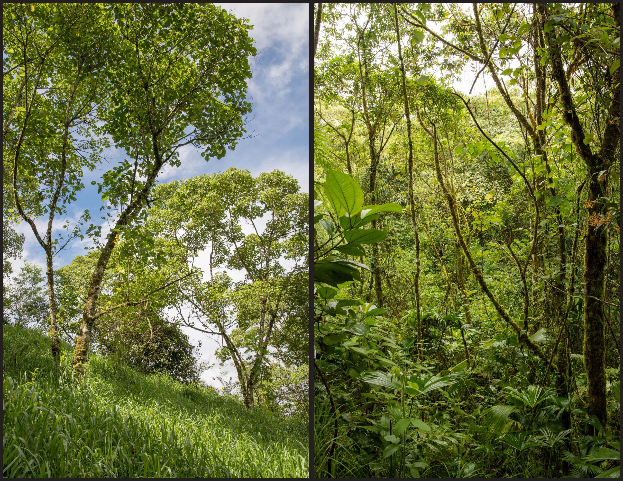 Natural vegetation regeneration